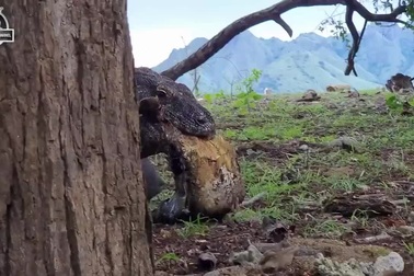 Rồng Komodo nghiền nát mai rùa bằng lực cắn khủng khiếp