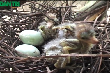 Mục sở thị vườn cò "trắng trời" ngay giữa vùng đông đúc dân cư