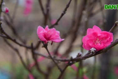 Thủ phủ đào miền Bắc vào vụ thu hoạch sớm