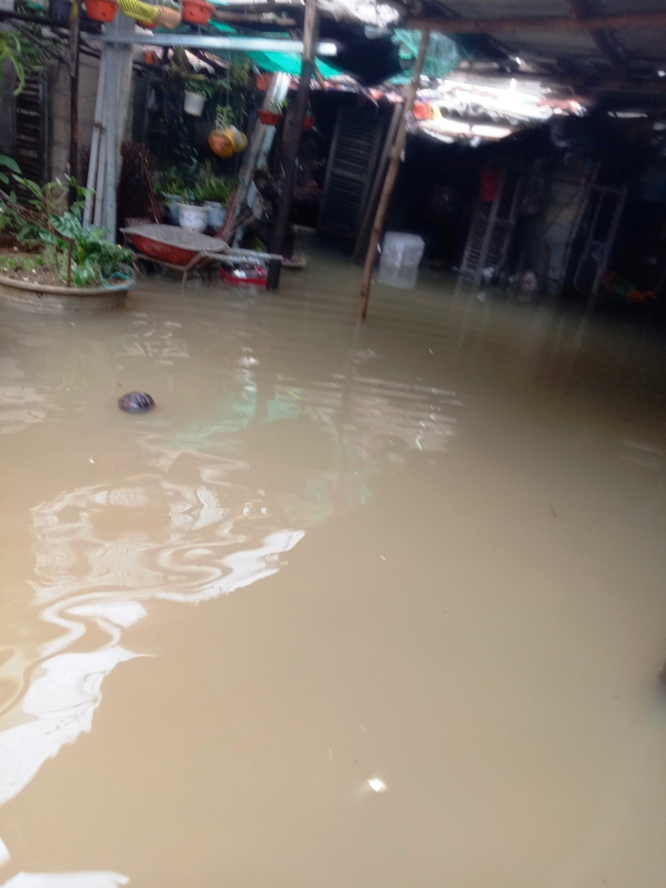 Người dân trú trên gác mái, cho lợn lên giường tránh lũ - 8 Người dân trú trên gác mái, cho lợn lên giường tránh lũ - 8