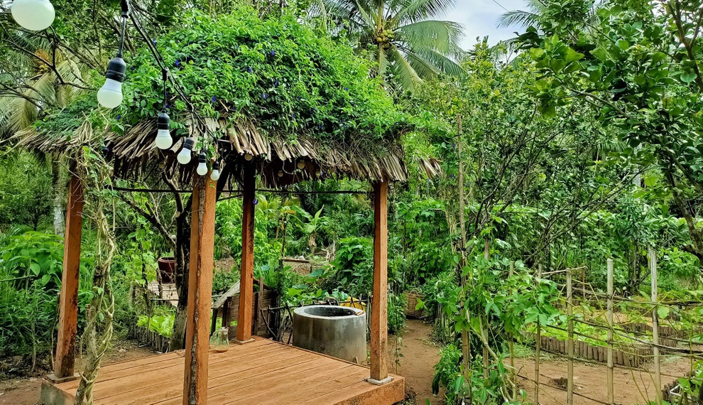 Bỏ phố về quê, cặp vợ chồng Bến Tre làm khu vườn 500m2 tràn ngập rau trái - 3 Bỏ phố về quê, cặp vợ chồng Bến Tre làm khu vườn 500m2 tràn ngập rau trái - 3