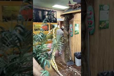 Jay Brewer cõng con trăn nặng 113 kg