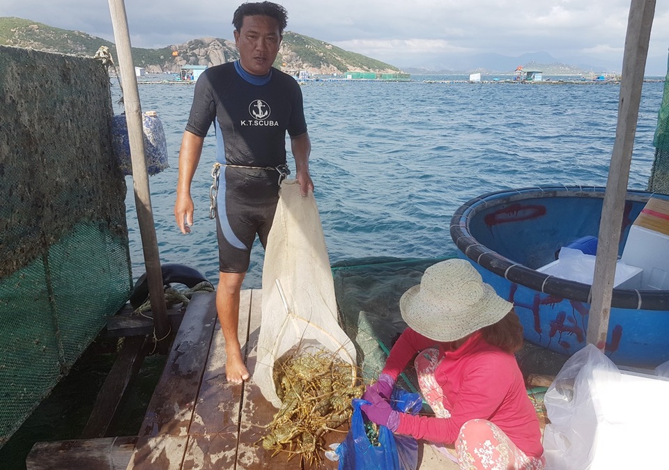 Tôm hùm xanh rớt giá chưa từng thấy, tại Khánh Hòa còn 600 ngàn đồng/kg - 4 Tôm hùm xanh rớt giá chưa từng thấy, tại Khánh Hòa còn 600 ngàn đồng/kg - 4