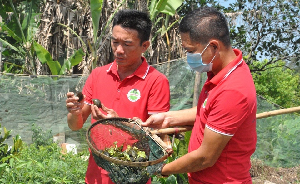 Từ vệ sĩ thành giám đốc công ty nuôi... ốc nhồi - 2 Từ vệ sĩ thành giám đốc công ty nuôi... ốc nhồi - 2