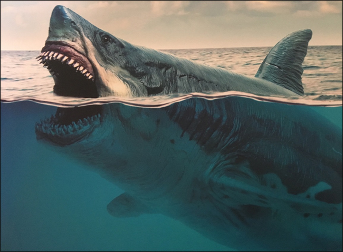 Loài cá quen thuộc này đã đẩy quái thú Megalodon tới bờ tuyệt chủng - 1