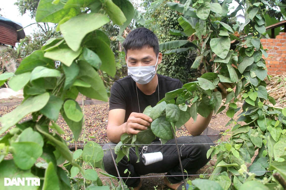 Trồng loài cây hoang dại, nhà nông cao nguyên hái tiền triệu mỗi tháng - 4 Trồng loài cây hoang dại, nhà nông cao nguyên hái tiền triệu mỗi tháng - 4