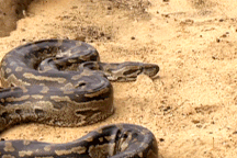 Mỹ: Xóa sổ hoàn toàn trăn Miến Điện khổng lồ gần như bất khả thi