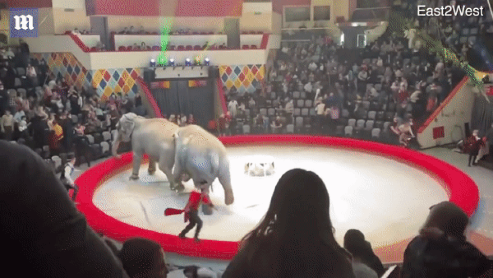 Hai con voi đánh nhau để giành quyền tranh sủng khiến rạp xiếc hỗn loạn - 2 Hai con voi đánh nhau để giành quyền tranh sủng khiến rạp xiếc hỗn loạn - 2