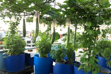 Bất ngờ với vườn rau trái "đỉnh cao" trên nóc nhà tại Đồng Nai