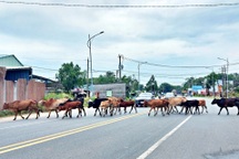Hàng chục đàn bò tràn ra đường ở đặc khu Phú Quốc
