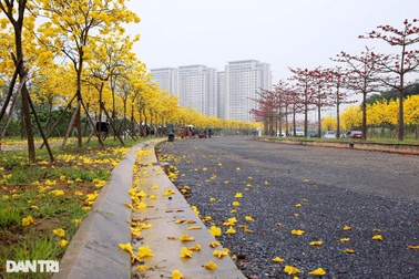 Đẹp ngỡ ngàng đường hoa phong linh nở vàng rực rỡ ở Hà Nội