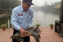 Không thể thả ba ba “khủng” vào Hồ Gươm làm bạn với cụ Rùa!