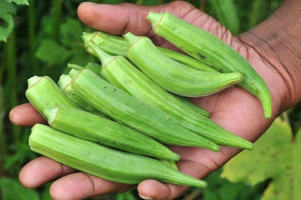 Loại quả chuyên dọn mỡ máu của người Nhật, chợ Việt rất rẻ - 1
