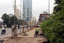 Hà Nội chính thức công bố kết luận thanh tra vụ chặt hạ cây xanh