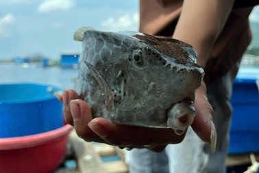 Vụ con cá 0,5kg "chém" gần 1,8 triệu đồng: Đã nộp đủ tiền phạt