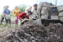 Khoai lang tăng giá, người trồng vẫn lo âu