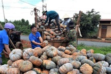 Người dân gom khoai lang, bí đỏ, rau xanh gửi tặng TPHCM chống dịch