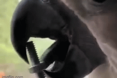 Chú vẹt thông minh trổ tài dùng lưỡi vặn bu lông cực đỉnh