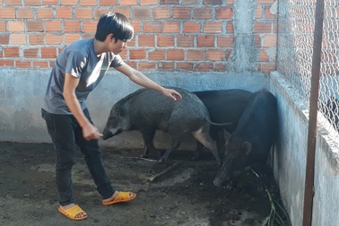 Triệu phú 9X làm giàu từ nuôi heo rừng lai