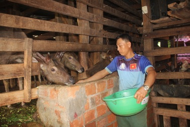 Đầu tư nuôi hươu nai ở vùng biên, chàng trai thu hàng trăm triệu đồng/năm