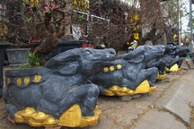 Tết chơi sang, xuống tay 2 triệu đồng mua trâu đen "cõng" hoa đào