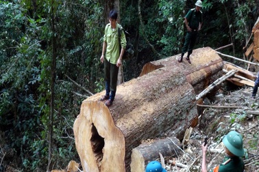 Hạ bậc lương, cảnh cáo cán bộ kiểm lâm để rừng bị phá