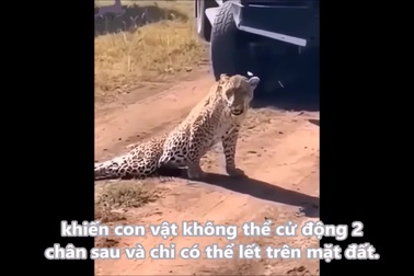 Hình ảnh bi thảm của báo hoa mai sau khi bị sư tử tấn công