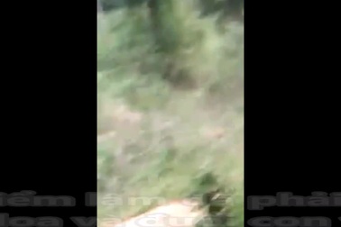 Clip khoảnh khắc voi tấn công khiến chuyên gia động vật nổi tiếng mất mạng