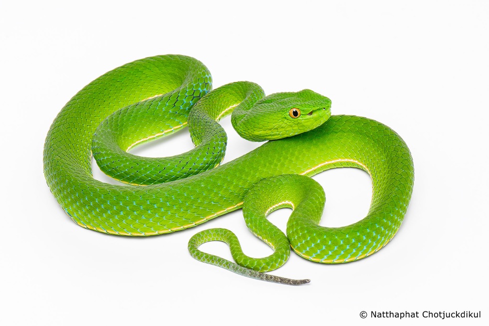 Những loài rắn độc có đặc điểm dễ nhận dạng tại Việt Nam (Phần 4) - 3