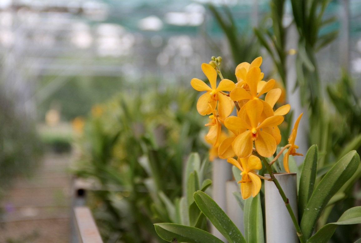 Dịch bệnh và giá phân bón tăng nhanh, người trồng hoa Tết nơm nớp - 11 Dịch bệnh và giá phân bón tăng nhanh, người trồng hoa Tết nơm nớp - 11