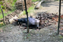 Phát hiện thi thể người đàn ông 71 tuổi trong vườn ở Vĩnh Long