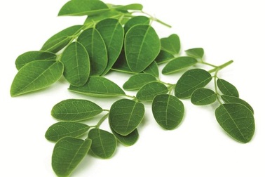 Chùm ngây, cây phòng ung thư