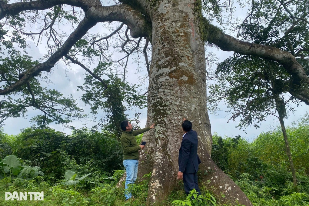 Cổ thụ từng đi vào thơ Tố Hữu, được dân làng xem như “báu vật xanh” - 2 Cổ thụ từng đi vào thơ Tố Hữu, được dân làng xem như “báu vật xanh” - 2