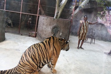 Khó tin với cảnh "hổ nuôi lợn", người sống cùng hổ