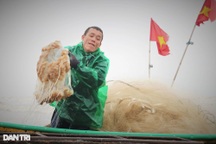 Bắt con nổi lềnh bềnh về ướp lá dung, ngư dân kiếm tiền triệu mỗi ngày