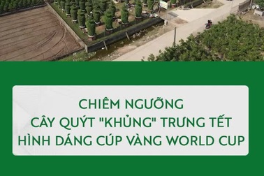 Chiêm ngưỡng cây quýt "khủng" trưng Tết hình dáng cúp vàng World Cup
