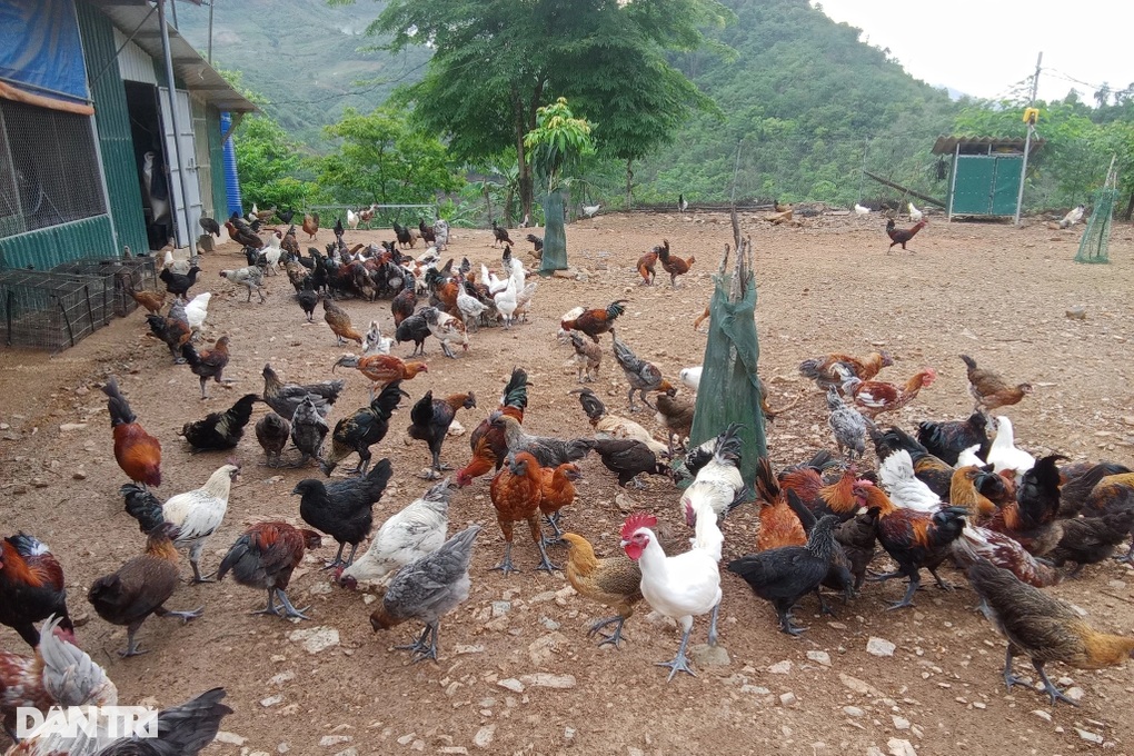 Thầy giáo người Mông nuôi gà đen, thắp sáng ước mơ nơi non cao - 1 Thầy giáo người Mông nuôi gà đen, thắp sáng ước mơ nơi non cao