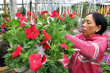 Quất được giá, hoa mất mùa