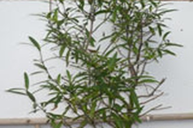 Công dụng của cây kim vàng