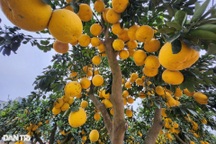 Bưởi Diễn thế Tam Đa cao hơn 4m, được hét giá 80 triệu đồng