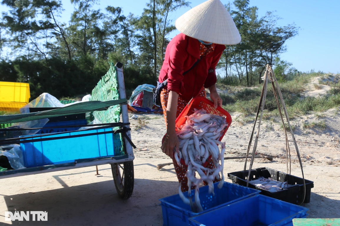 Ra khơi vài giờ, ngư dân trúng loại cá mềm nhũn như cháo thu tiền triệu - 7 Ra khơi vài giờ, ngư dân trúng loại cá mềm nhũn như cháo thu tiền triệu - 7