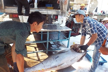 40 tỷ đồng nâng cấp cảng cá lớn nhất Nam Trung Bộ