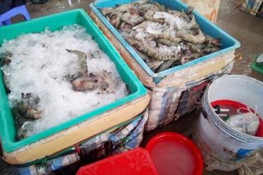 Bắt quả tang một cơ sở đang bơm tạp chất cho hơn 60 kg tôm