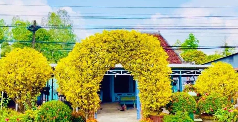 Độc đáo cổng rào làm bằng 2 cây mai vàng 30 năm tuổi - 2 Độc đáo cổng rào làm bằng 2 cây mai vàng 30 năm tuổi - 2