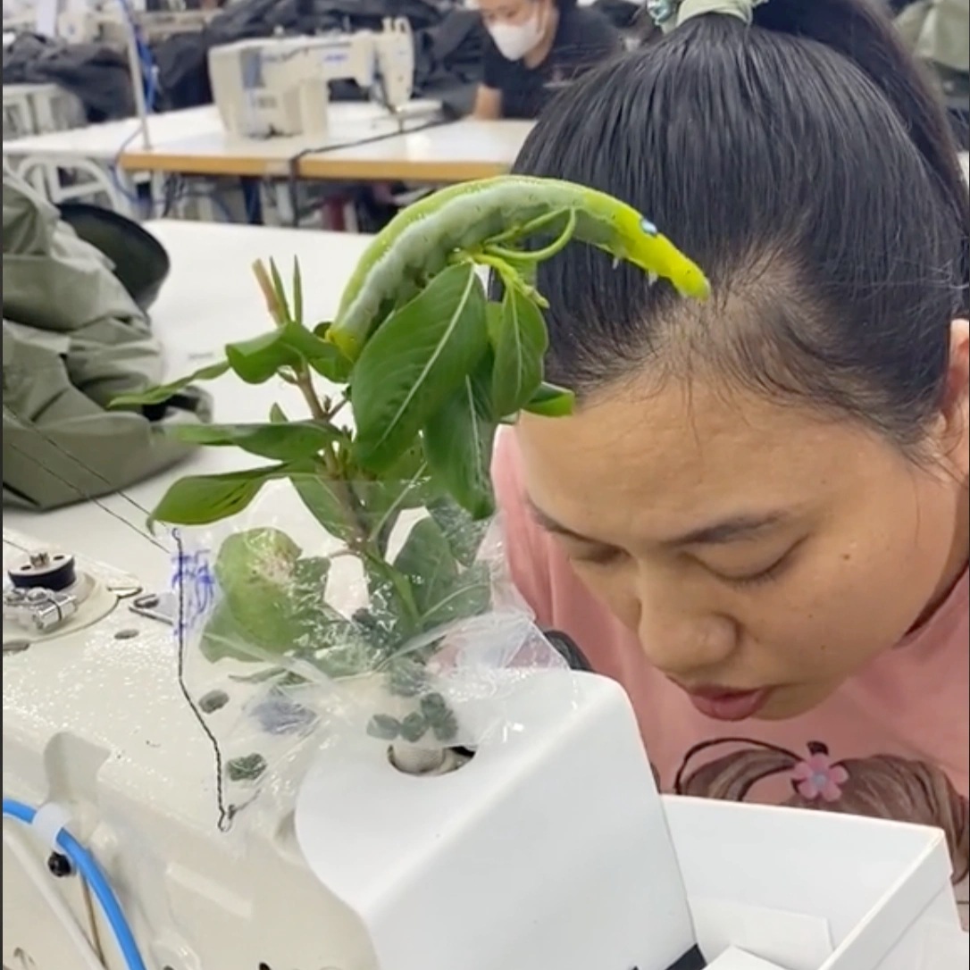 عاملة في ها نام تربي الديدان في المصنع وتجذب ما يقرب من 10 ملايين مشاهدة - 1 Nữ công nhân ở Hà Nam nuôi sâu trong xưởng hút gần 10 triệu lượt xem - 1