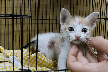 Liên tục phát hiện chó, mèo bị bỏ rơi ở Thảo Cầm Viên Sài Gòn