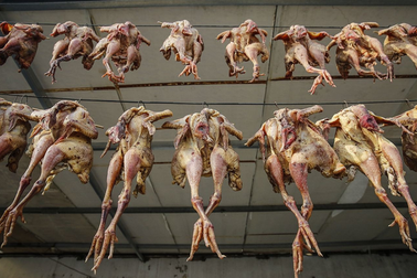 Sự thật tàn nhẫn sau món ăn trứ danh phục vụ đại gia