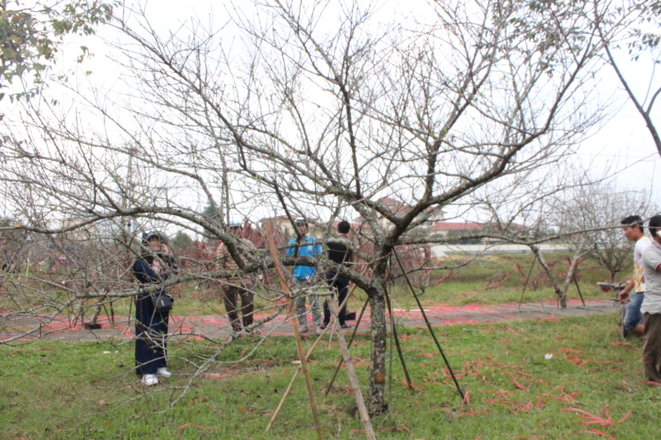 Mê mẩn với cây mai cổ thụ hơn 40 năm tuổi có giá 100 triệu đồng - 7 Mê mẩn với cây mai cổ thụ hơn 40 năm tuổi có giá 100 triệu đồng - 7