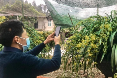 Sa Pa tung ra thị trường Tết 30.000 chậu hoa địa lan quý giá mềm