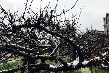 Đào tết Sa Pa tàn lụi vì giá rét hoành hành